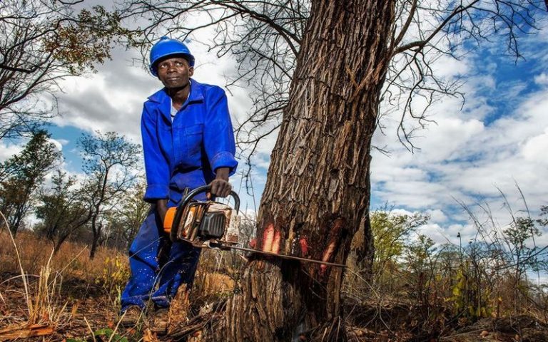 La police tanzanienne a arrêté 11 trafiquants illégaux de bois et de charbon