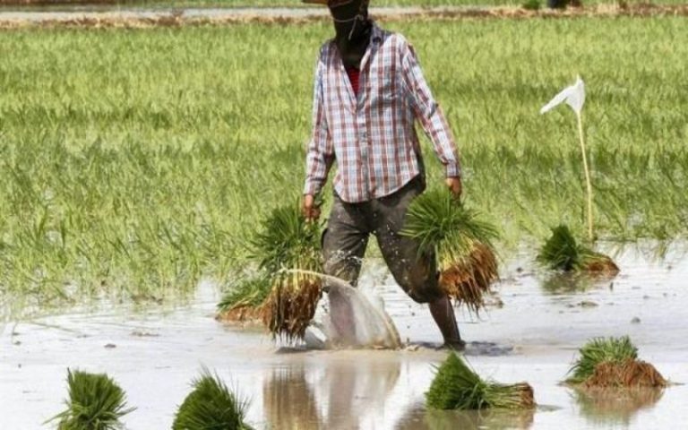 Kaffrine envisage produire 6.000 tonnes de riz pour la saison 2017