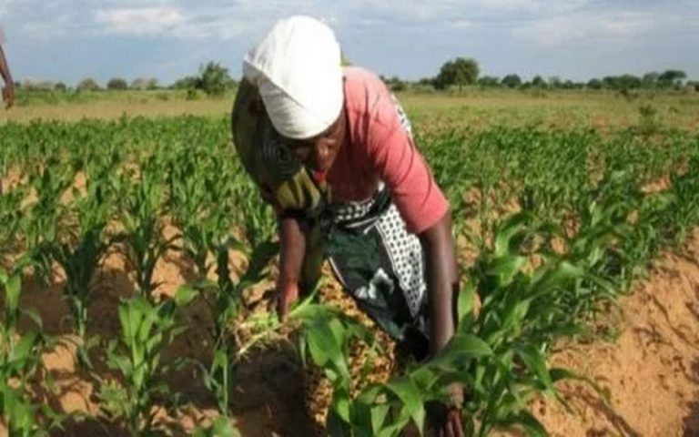 Sénégal : Le démarrage de la mise en place des semences et des intrants est jugé « satisfaisant » à Saint Louis