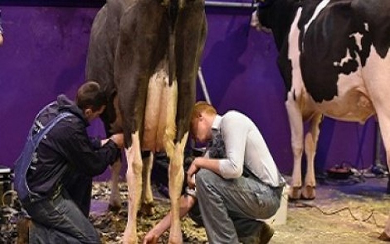 Des bovins français au Sénégal pour accroître la production laitière nationale