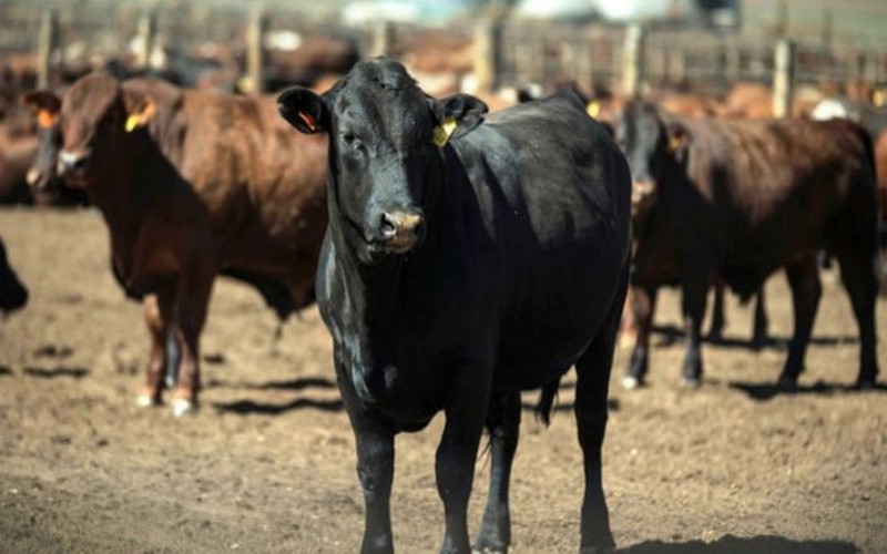 Quand le bétail servira de garantie bancaire au Zimbabwe