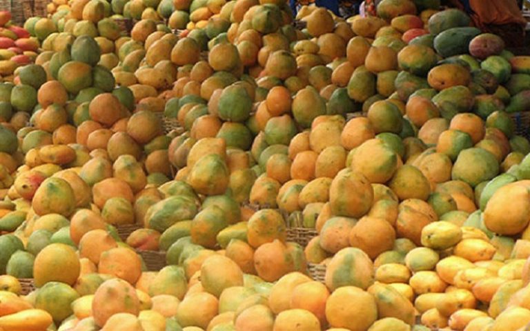 Des dirigeants de dix entreprises sénégalaises du secteur de la mangue s’inspirent du model marocain