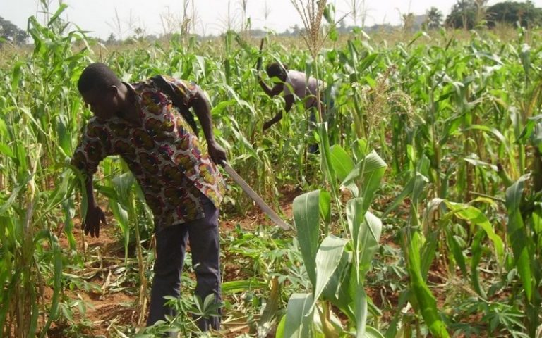 Le Togo mise sur son l’agriculture pour créer des emplois