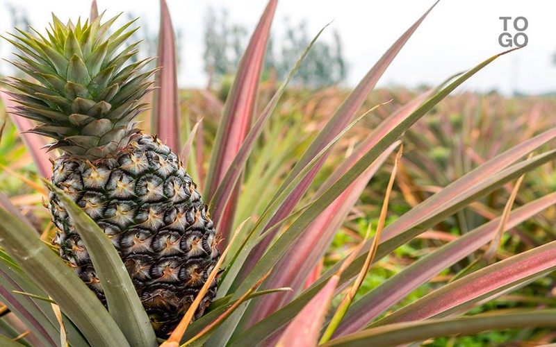 Vers la mise en place d’une banque agricole au Togo