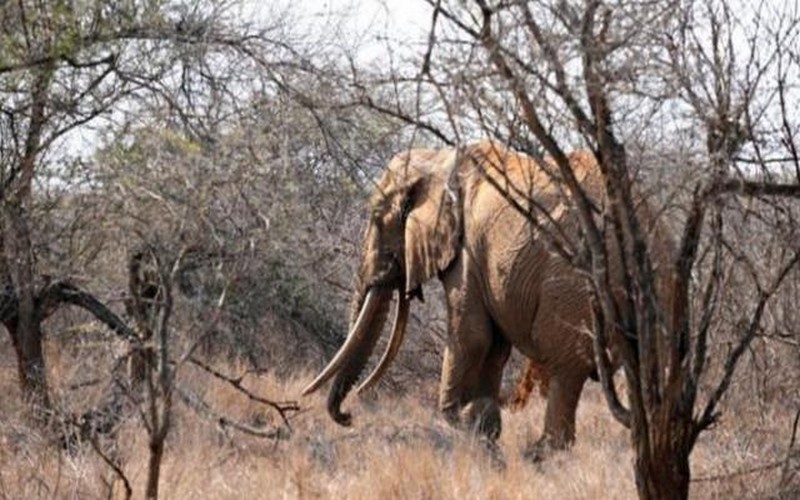 L’interdiction du commerce de l’ivoire en Chine saluée par la Guinée, l’Ouganda et le Zimbabwe