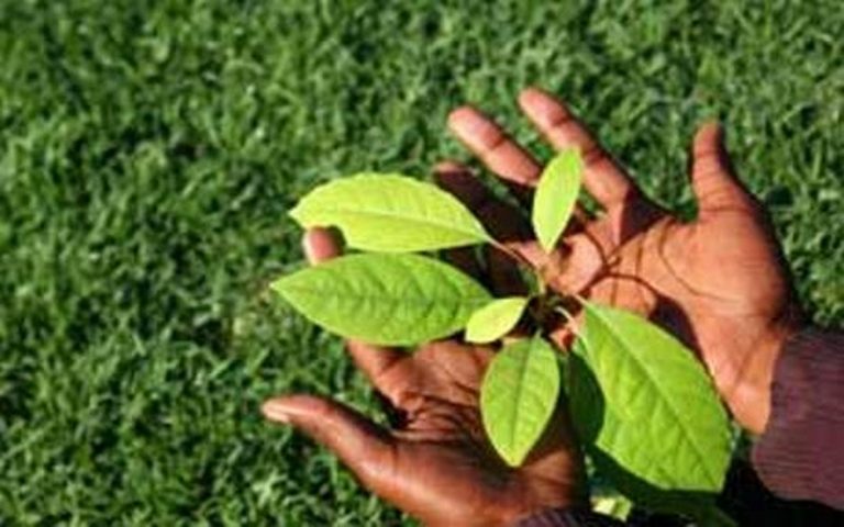 Initiatives pour la protection de l’environnement en Afrique