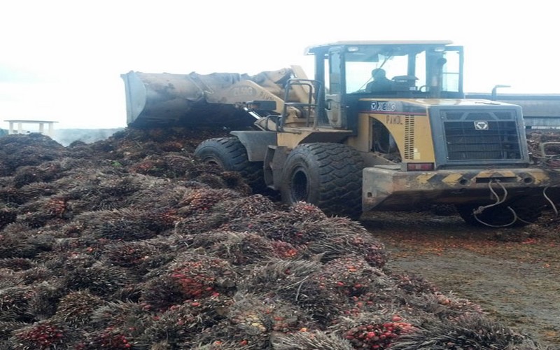 Selon l’UICN, il serait vain d’interdire l’huile de palme