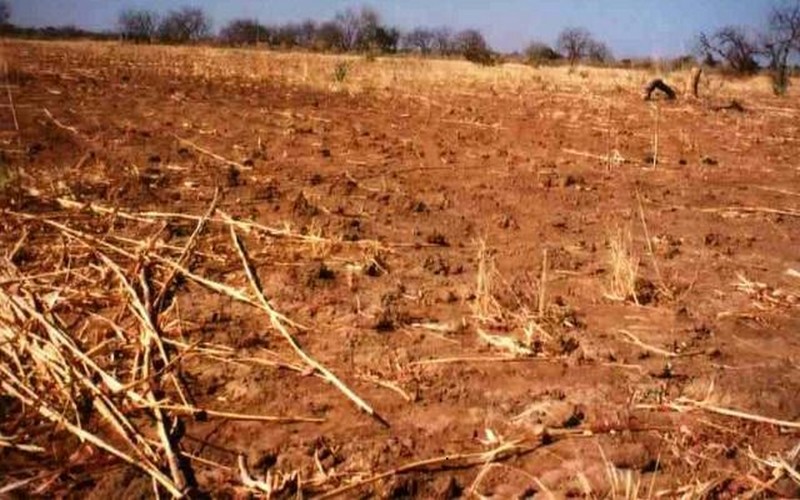 Selon le CILSS, 13 millions de personnes risque d’être en situation de crise alimentaire dès le mois de juin au Sahel