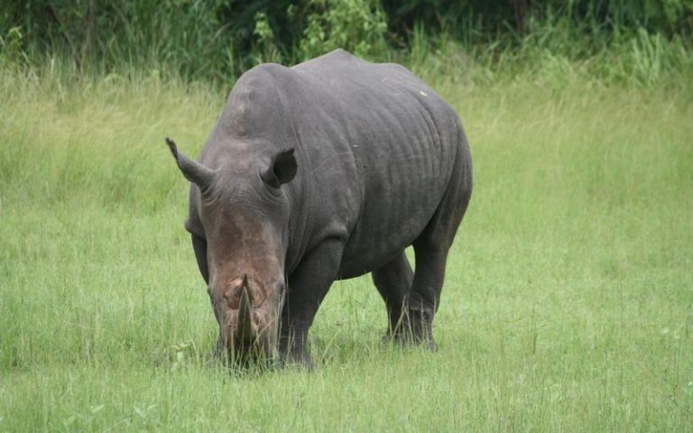 WWF accuse le braconnage de menacer les sites naturels de l’Unesco