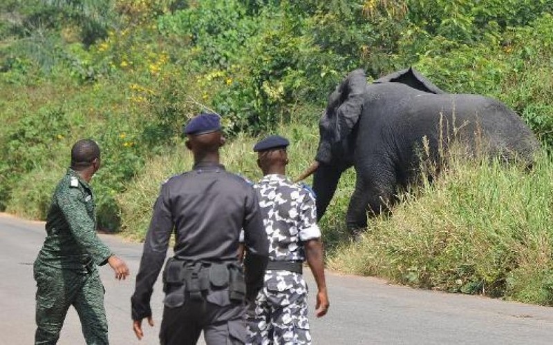 Un éléphant tue deux personnes en Côte d’Ivoire