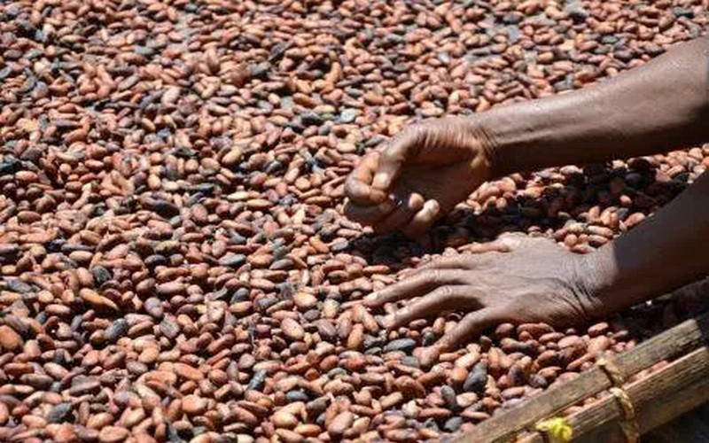 Une hausse de 13% notée dans les achats de cacao du 1er octobre au 20 avril dernier au Ghana