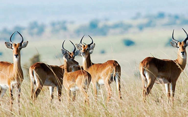 Le marocain Abdeladim Lhafi appelle à reconstituer les écosystèmes afin de réintroduire les espèces en voie d&rsquo;extinction dans leur habitat d&rsquo;origine
