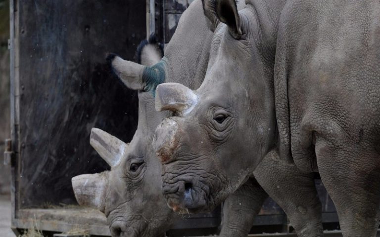 Baisse de 10% du braconnage de rhinocéros en Afrique du Sud