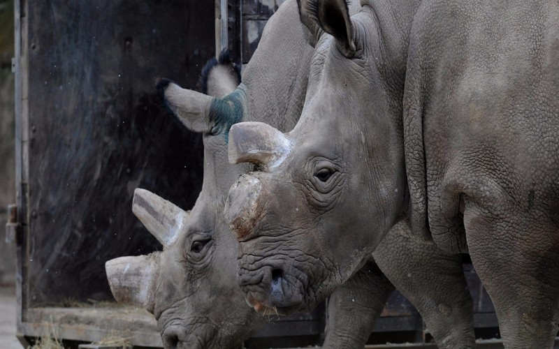 Baisse de 10% du braconnage de rhinocéros en Afrique du Sud