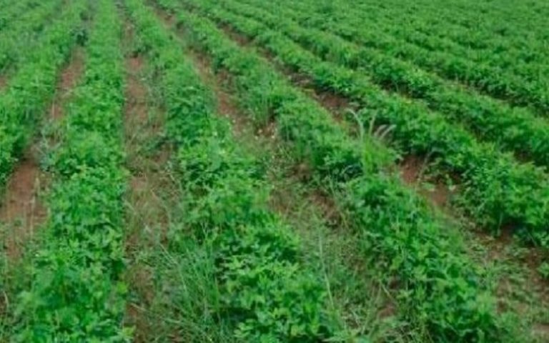 Sénégal : une subvention de plus de deux milliards de FCFA à Louga lors de la campagne agricole 2016-2017