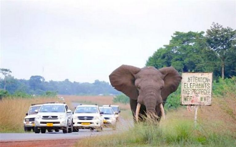 Gabon : quand les éléphants cohabitent avec les humains à Gamba