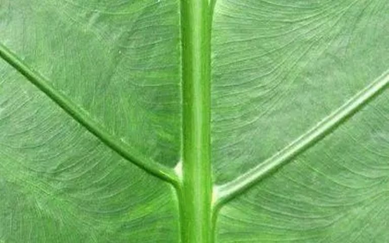 Moringa affirme avoir effectué son deuxième investissement en Afrique avec Asante Capital EPZ