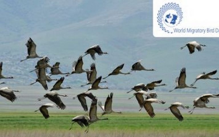Célébrant la Journée mondiale des oiseaux migrateurs, l’ONU priorise le destin commun pour les animaux et les humains