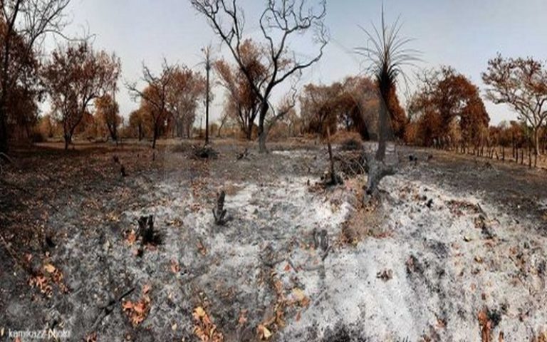 La FAO affirme que le Sénégal perd chaque année 40 000 hectares du fait de la déforestation, soit environ 2,1 % du PIB