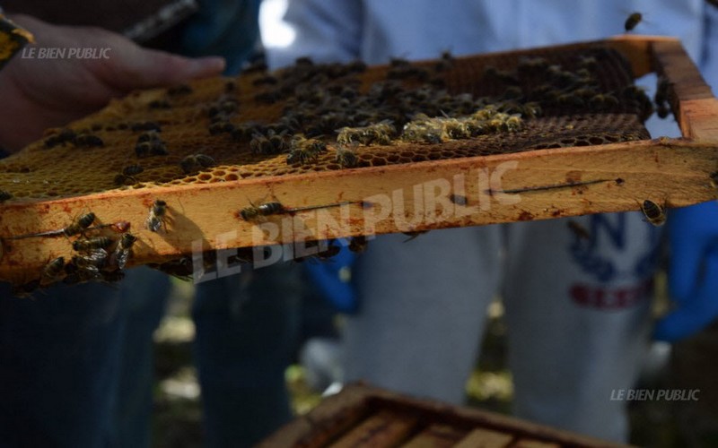 L’environnement, la biodiversité et la nature célébrés en mai et juin