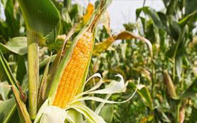 Hausse du prix du sac de maïs de 90 kg au Kenya