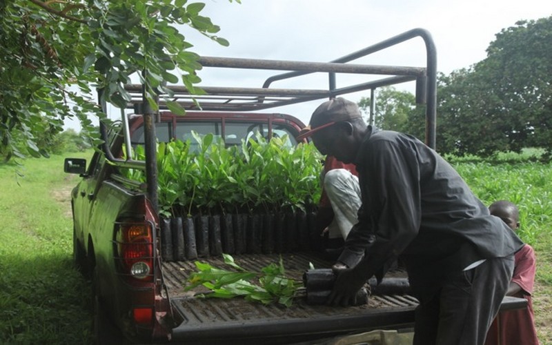 L’association NEBEDAY envisage reboiser 300 000 arbres dans les zones forestières et dans les grandes villes du Sénégal