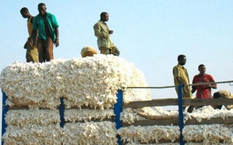 La société camerounaise, SODECOTON, à la quête de 40 milliards de FCFA pour mettre fin au ralentissement de ses activités