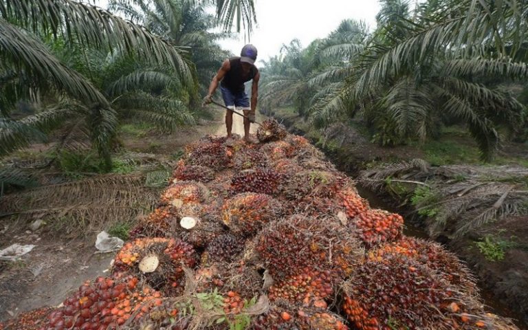Victor Baron, Chercheur en agronomie, estime que la culture de palmiers à huile n’est pas responsable de 40 % de la déforestation