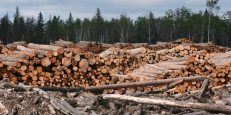 Urgent: Greenpeace est en danger!