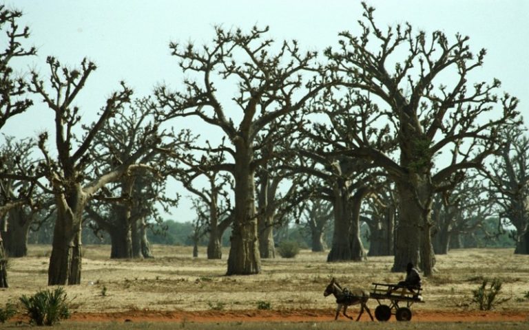 Une équipe de 31 chercheurs révèle que 467 millions d&rsquo;hectares de forêts «cachés» ont été découverts