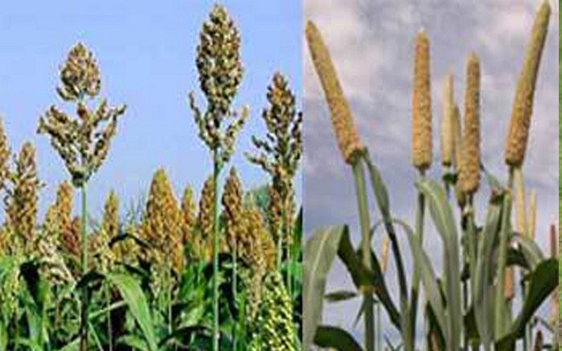 Sénégal : 15 % de hausse de la production céréalière en 2017 à Kaolack