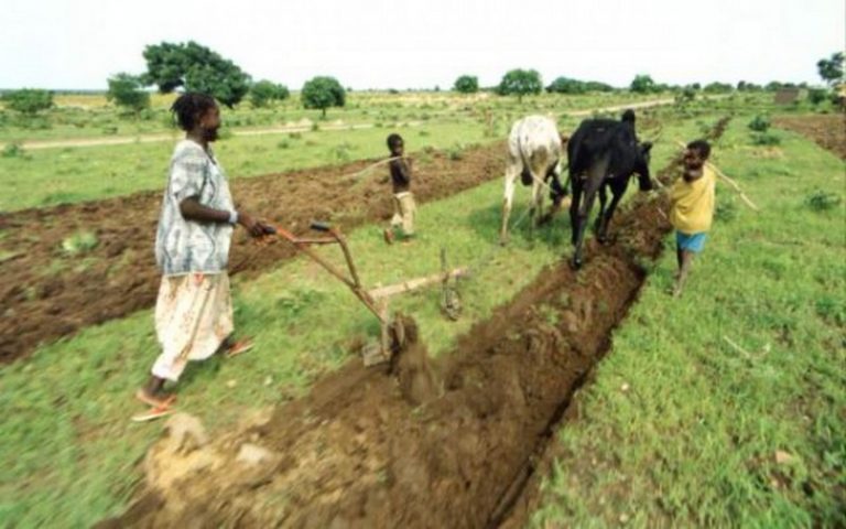 Agriculture familiale en Afrique de l’Ouest : Appel à projets de la Fondation de France et du CFSI