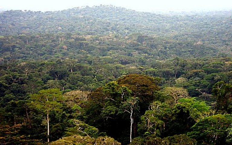 L’Afrique de l&rsquo;Est met en place un projet d&rsquo;observatoire afin de mieux gérer les forêts