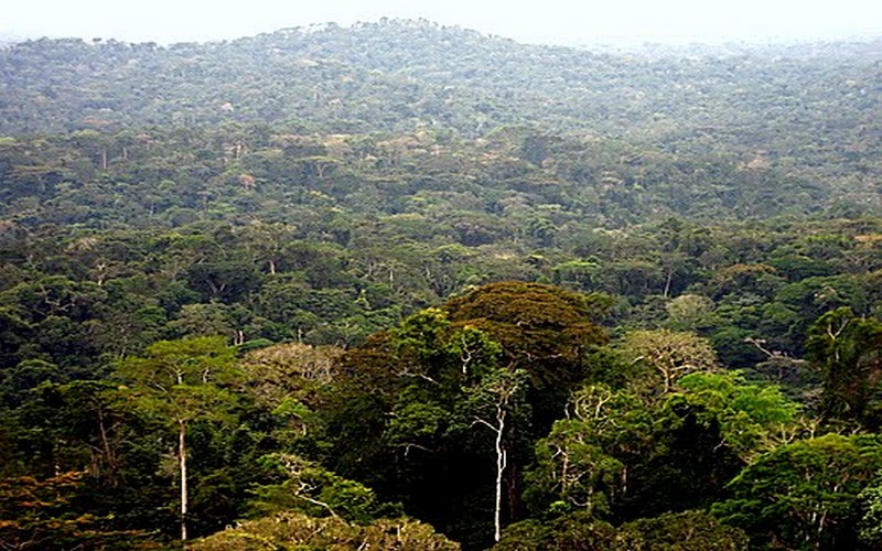 L’Afrique de l’Est met en place un projet d’observatoire afin de mieux gérer les forêts