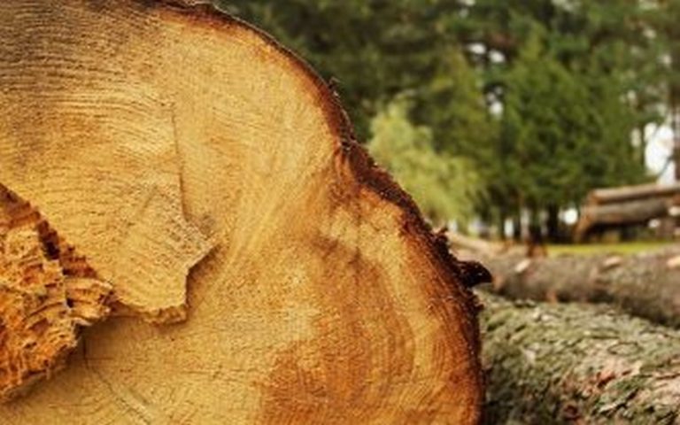 Socfin dépose une plainte contre Greenpeace pour diffamation
