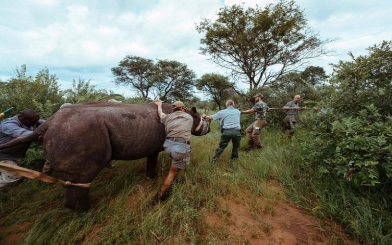 Des rhinocéros noirs provenant d’Afrique du Sud réintroduits dans un parc naturel au Rwanda