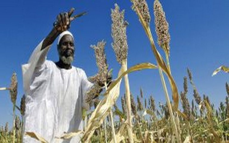Vers une révolution verte de l’agriculture  africaine