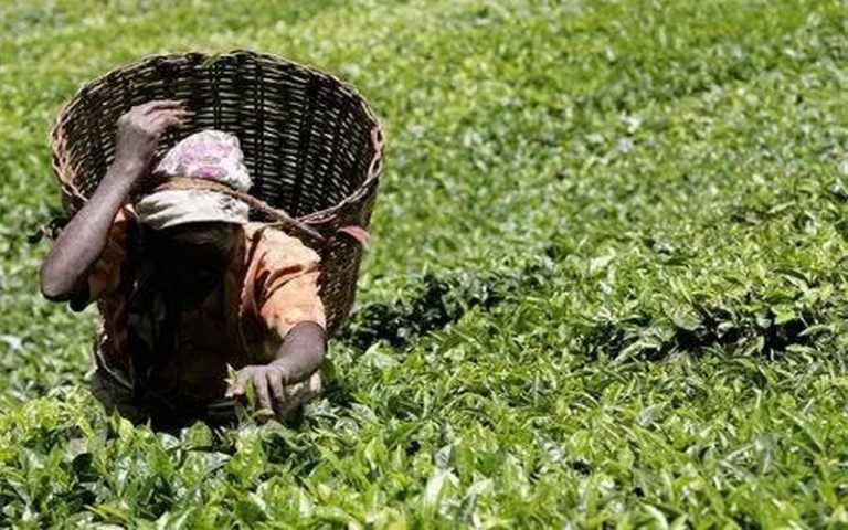 Le Kenya projette sa production de thé entre 420-450 millions de kilogrammes