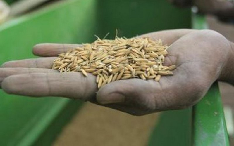 Sénégal : l’ISRA attend 5 nouvelles variétés de semences de riz « d’ici à décembre»