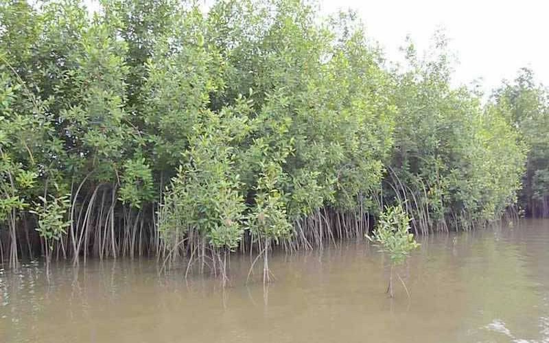 Le Réseau mondial des réserves de biosphère de l’UNESCO compte trois nouveaux sites de l’Afrique de l’Ouest