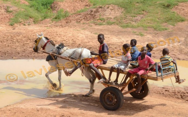 Les techniciens de l’agriculture déconseillent aux paysans du Sud du Sénégal de semer leur culture malgré de fortes précipitations