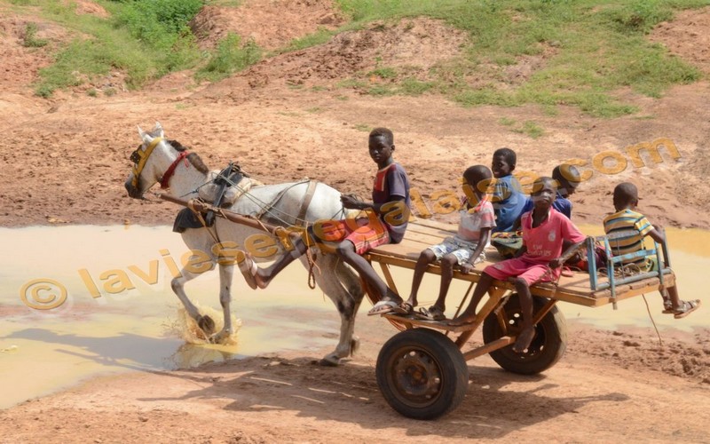 Les techniciens de l’agriculture déconseillent aux paysans du Sud du Sénégal de semer leur culture malgré de fortes précipitations