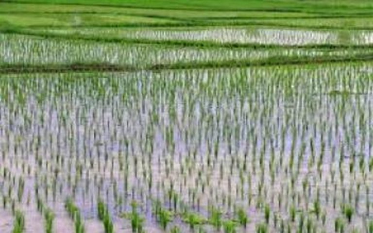 La Guinée-Bissau bénéficie de 5 millions € de la BAD pour financer la filière riz à Bafata et Oio