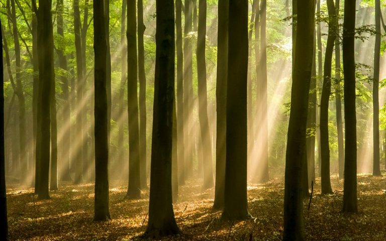 Pourquoi la Journée mondiale de l’environnement ?