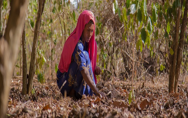 Le danger qui pèse sur le café