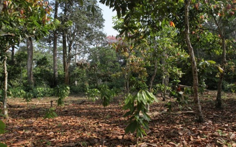Réduire la déforestation en Côte d’Ivoire et au Ghana, telle est la mission de Mondelèz International