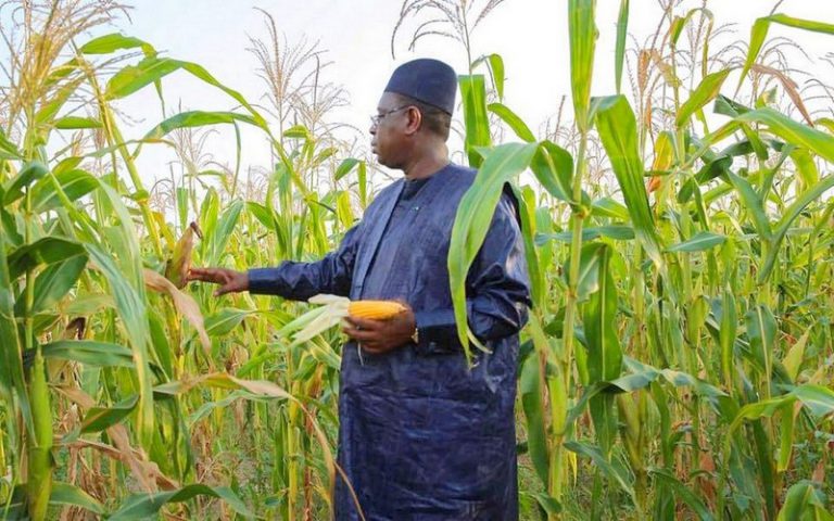 Le Programme d’accélération de la cadence de l’agriculture sénégalaise vivement félicité par les ministres de l’Agriculture de l’UEMOA