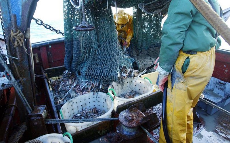Des universitaires notent que chaque année, 10 millions de tonnes de poissons sont gaspillées