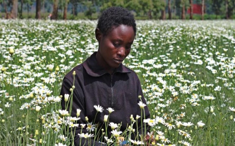 Des cultures non traditionnelles préconisées au Rwanda pour faire des huiles essentielles