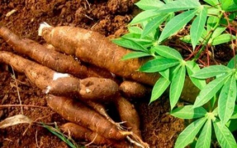 Selon le ministère ivoirien de l’Agriculture et du Développement rural, 4,54 millions de tonnes de manioc sont produits en 2016